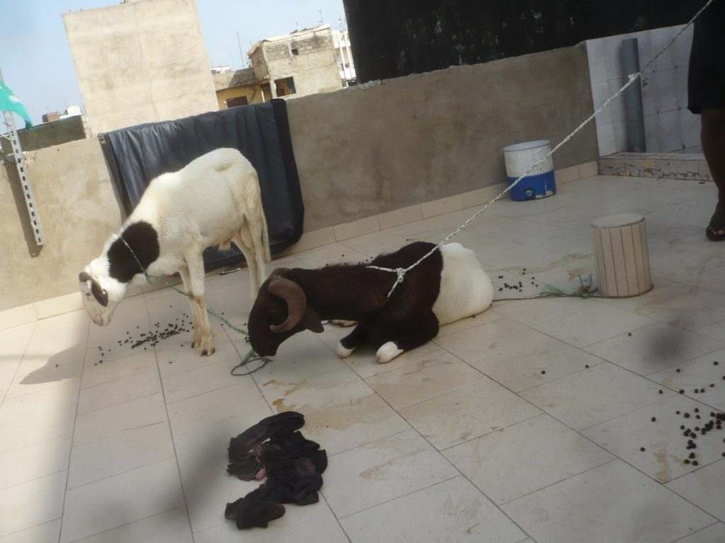 Article : A Dakar, nous pratiquons l’élevage en terrasse