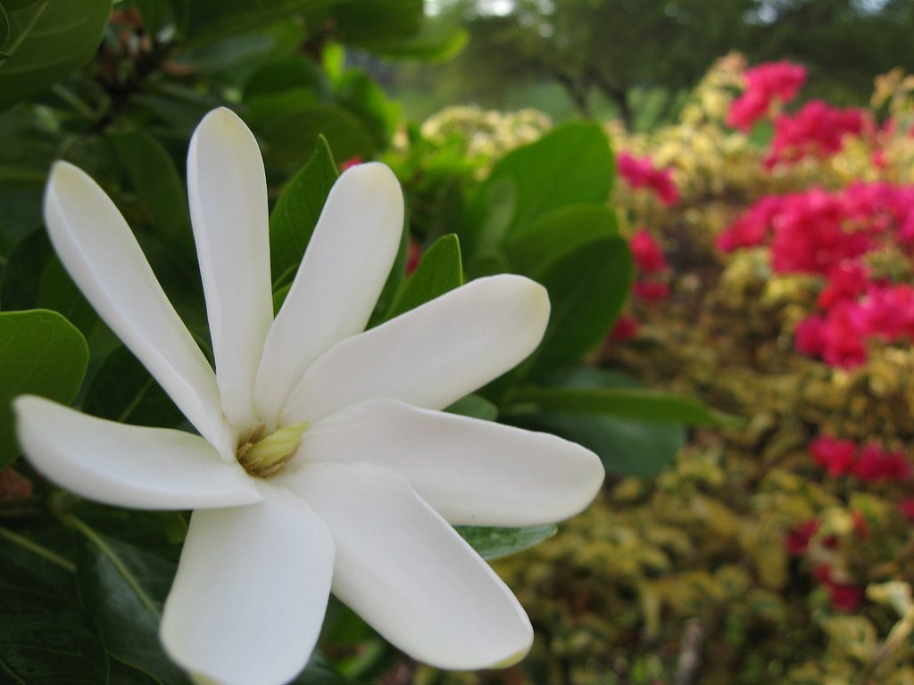 Article : Le tiar&eacute; Maohi, la reine des fleurs polyn&eacute;siennes