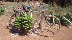 Vélo au champ - Source : afrique-a-velo.jeremiebt.com