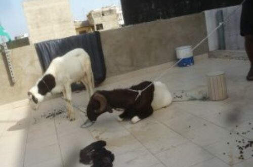 Article : A Dakar, nous pratiquons l’élevage en terrasse