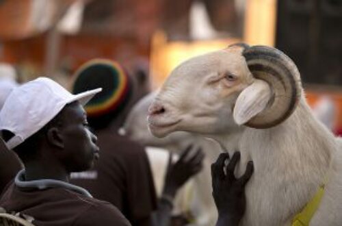 Article : Sénégal – Tabaski : acheter son mouton moins cher