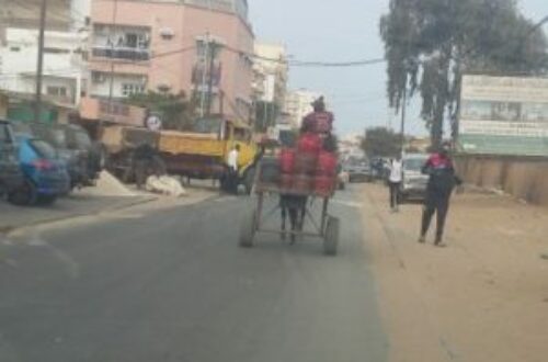 Article : Au Sénégal, les charrettes sont de véritables véhicules utilitaires