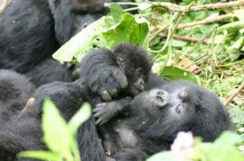 Article : Le Rwanda, pays des mille gorilles (Voyage au Rwanda – Partie 5)