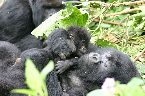 Bébé et maman gorille au parc national des volcans - Crédit photo : Derek Keats sur flickr.com