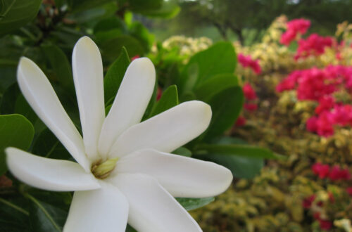 Article : Le tiaré Maohi, la reine des fleurs polynésiennes
