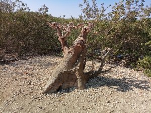 Somone : le baobab sacr&eacute; - Photo : Roger Mawulolo