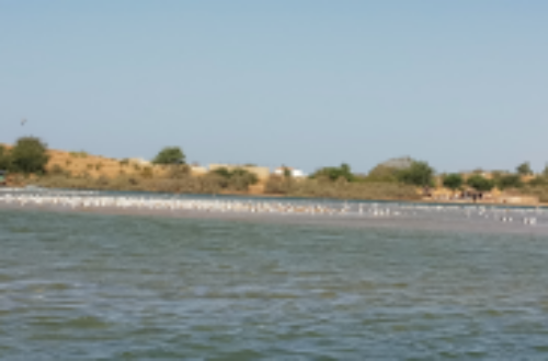 Article : Sénégal : escapade sur la lagune de la Somone