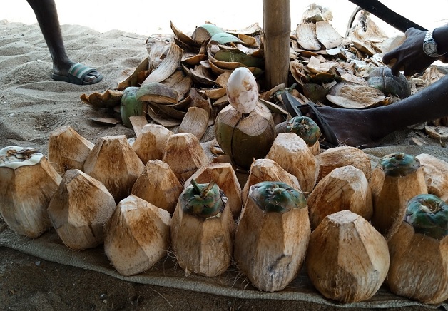 Abréby - Noix de coco à déguster - Photo : Roger Mawulolo