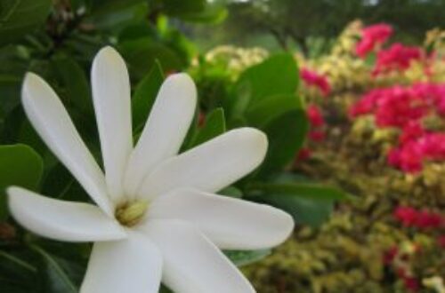 Article : Le tiaré Maohi, la reine des fleurs polynésiennes