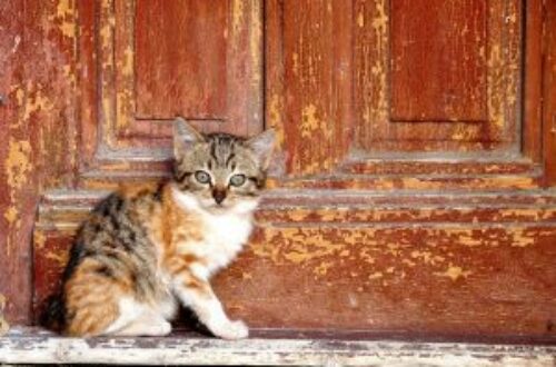 Article : Dakar, un paradis pour les chats